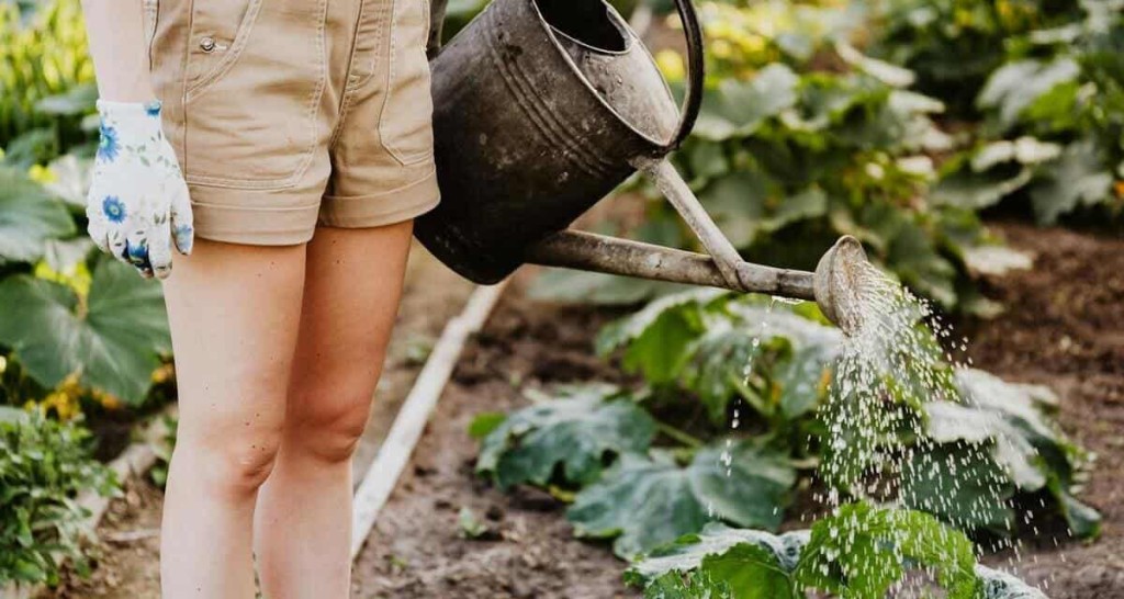 agua de arroz para plantas