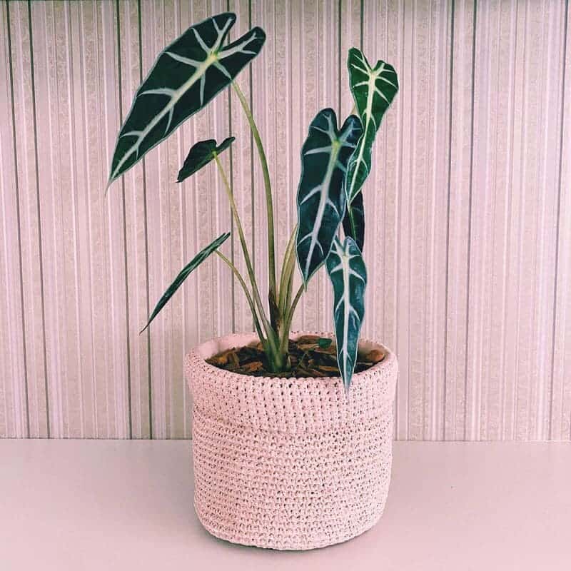 Alocasia Piccolini