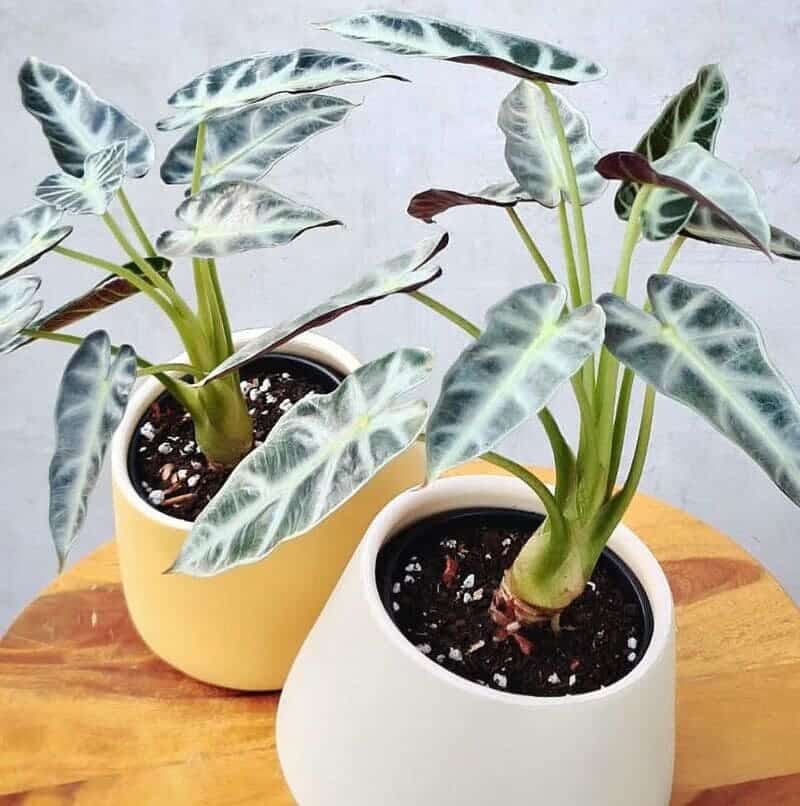 Alocasia Piccolini