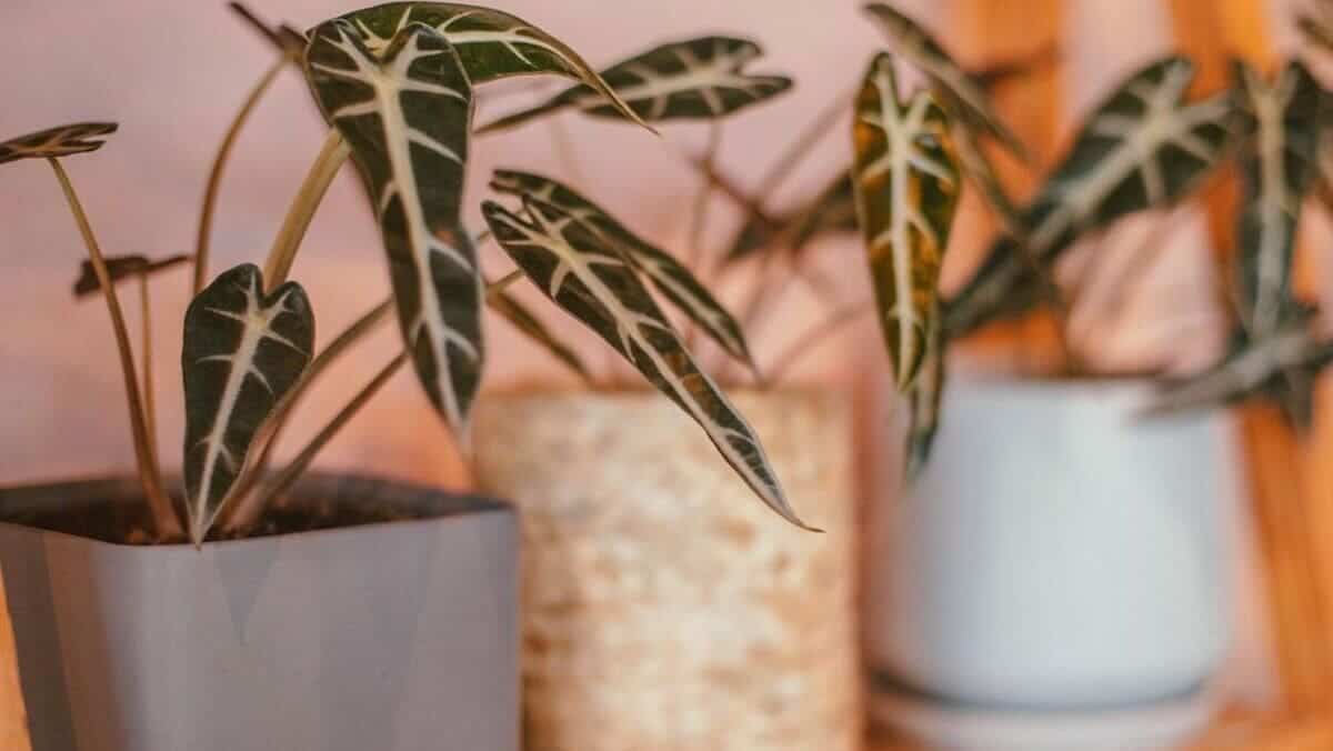 alocasia piccolini