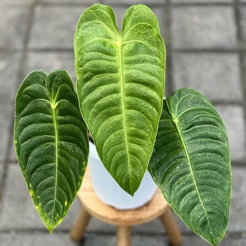 Anthurium Veitchii