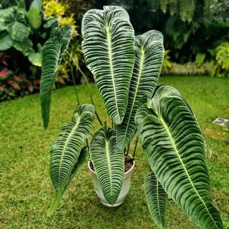 Anthurium Veitchii