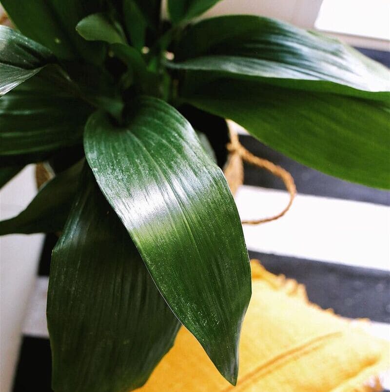 Aspidistra Elatior