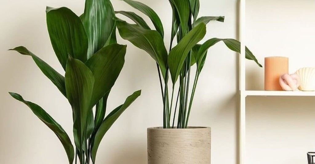 aspidistra elatior