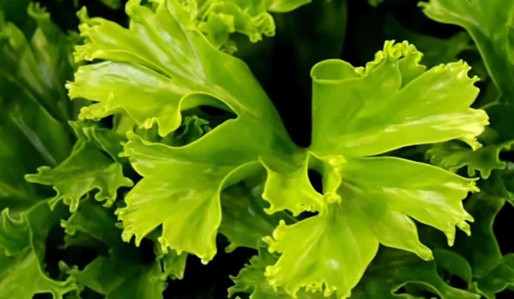 asplenium crissie