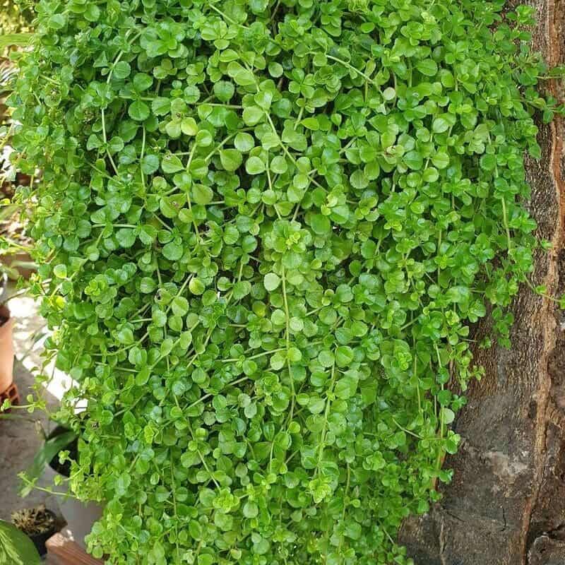 Barba de Moisés (Soleirolia soleirolii)