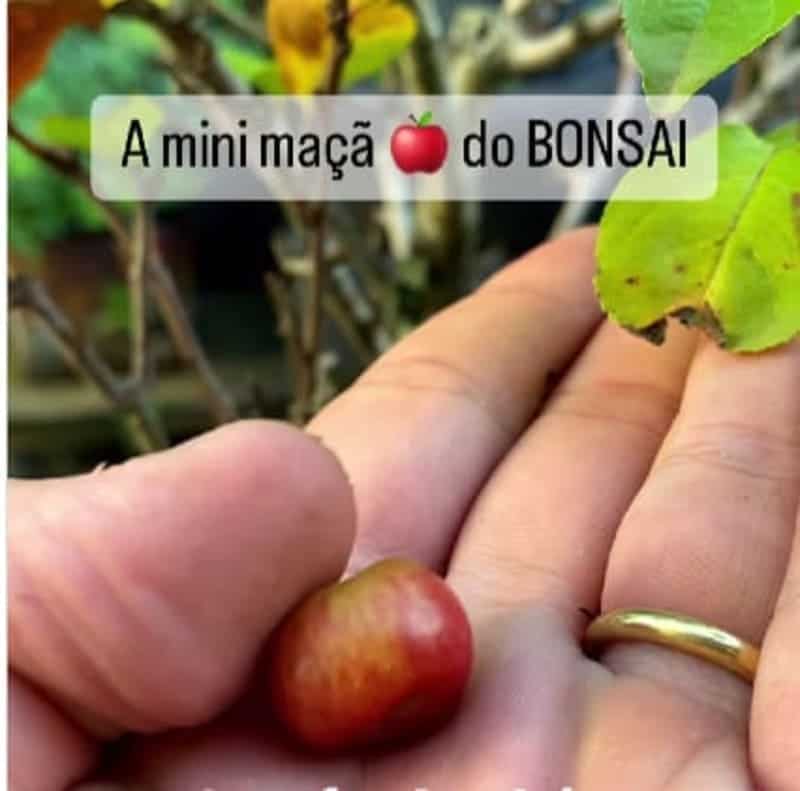 Bonsai de Mini Maçãs