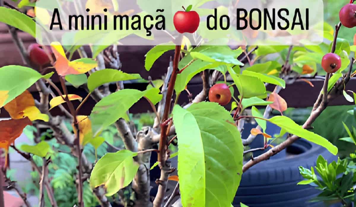 bonsai de mini maçãs