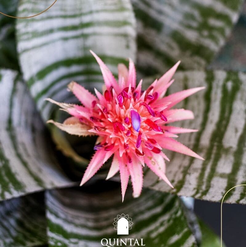 Aechmea fasciata (Bromélia Rosa)