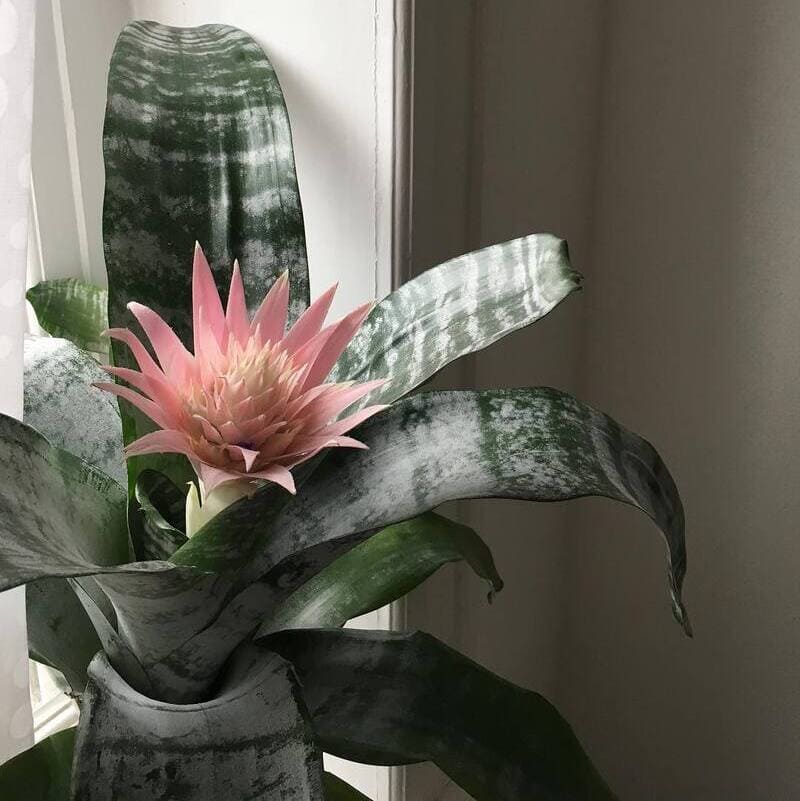 Aechmea fasciata (Bromélia Rosa)