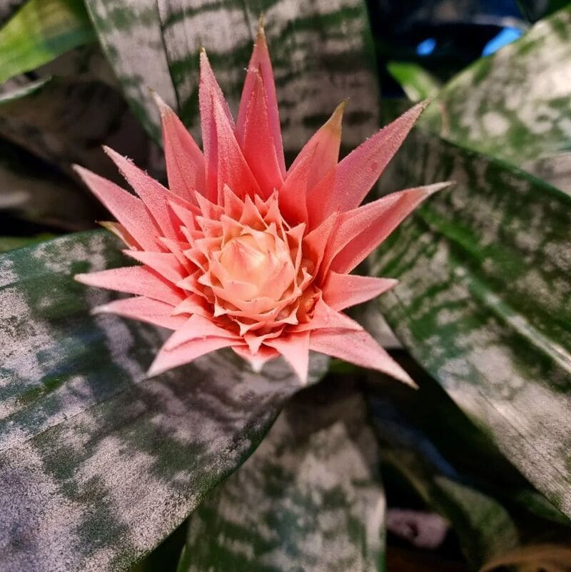 Aechmea fasciata (Bromélia Rosa)