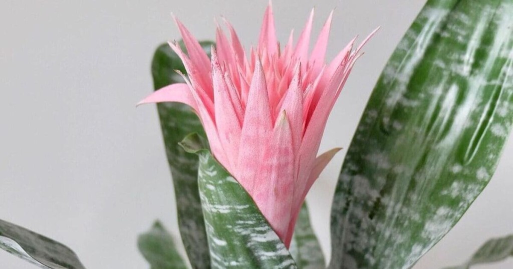 bromelia rosa