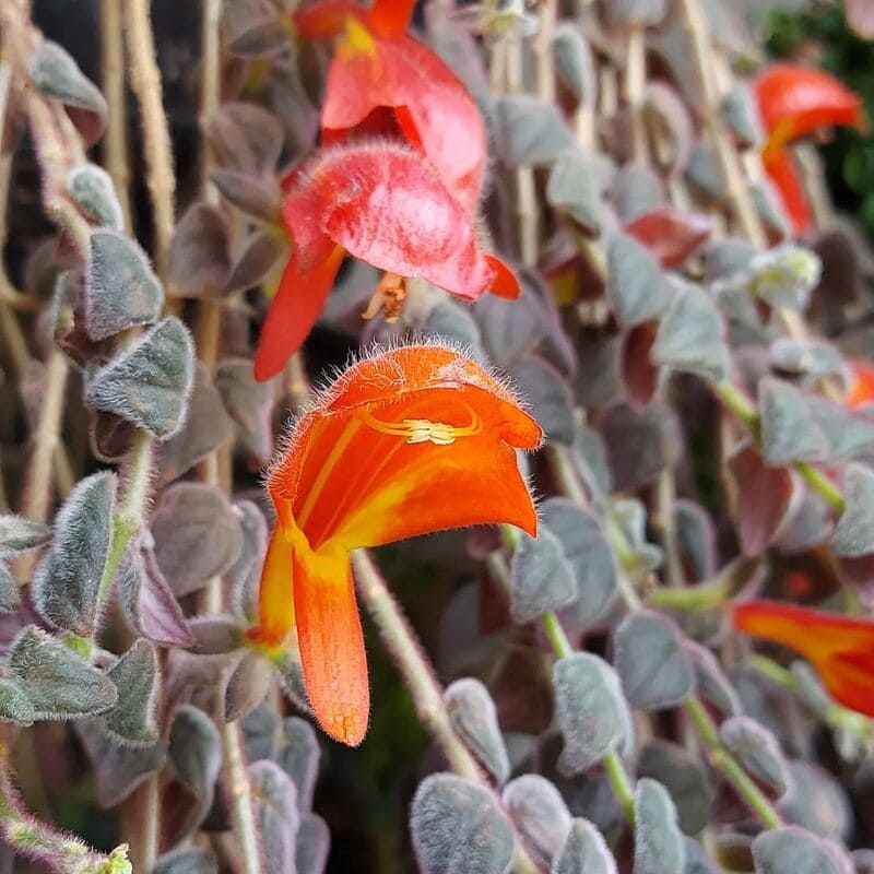 Columeia havaiana (columeia gloriosa)