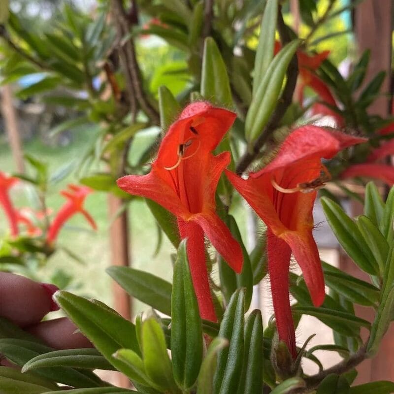 Columeia hirta (Columnea hirta)