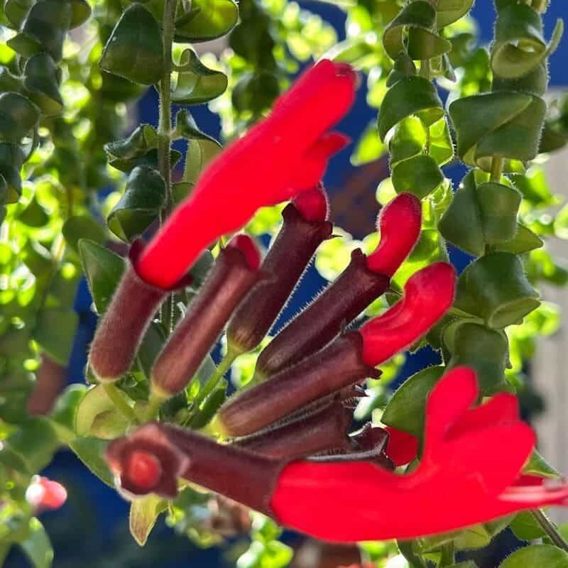 Columeia Twister (Aeschynanthus pulcher 'Twister')