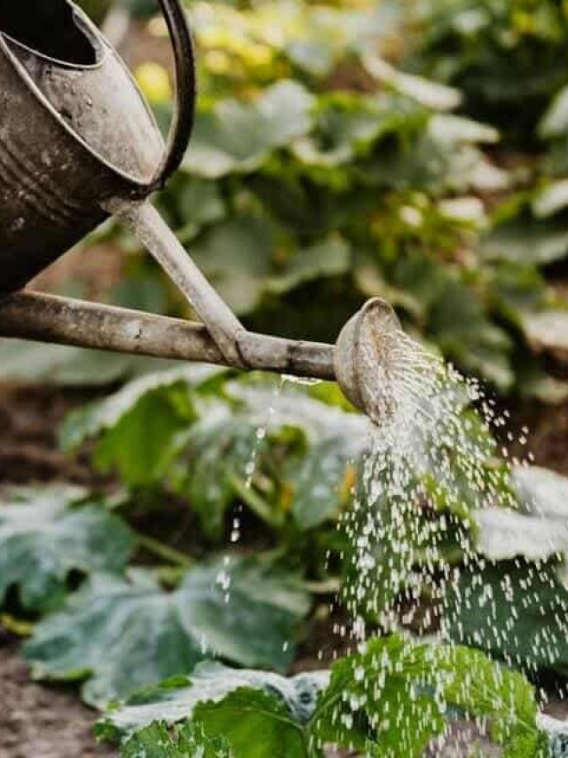 agua de arroz para plantas