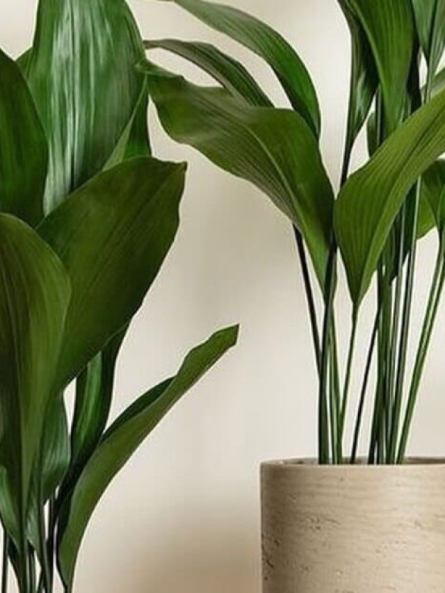 aspidistra elatior