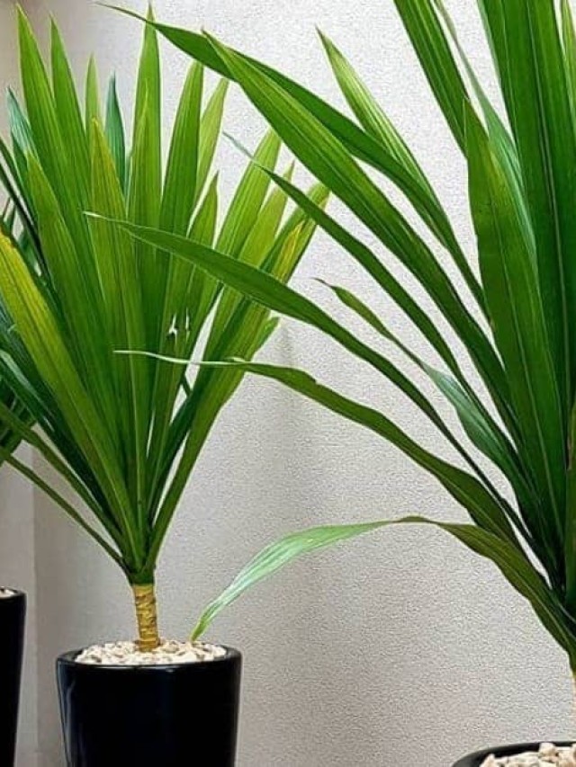 dracena arborea