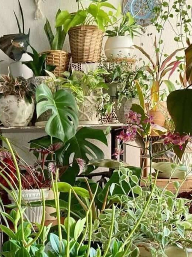 plantas de facil cultivo para decoraro quarto