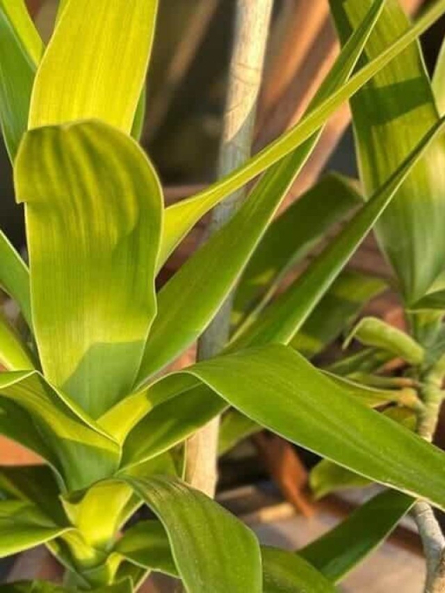 dracena pleomele verde