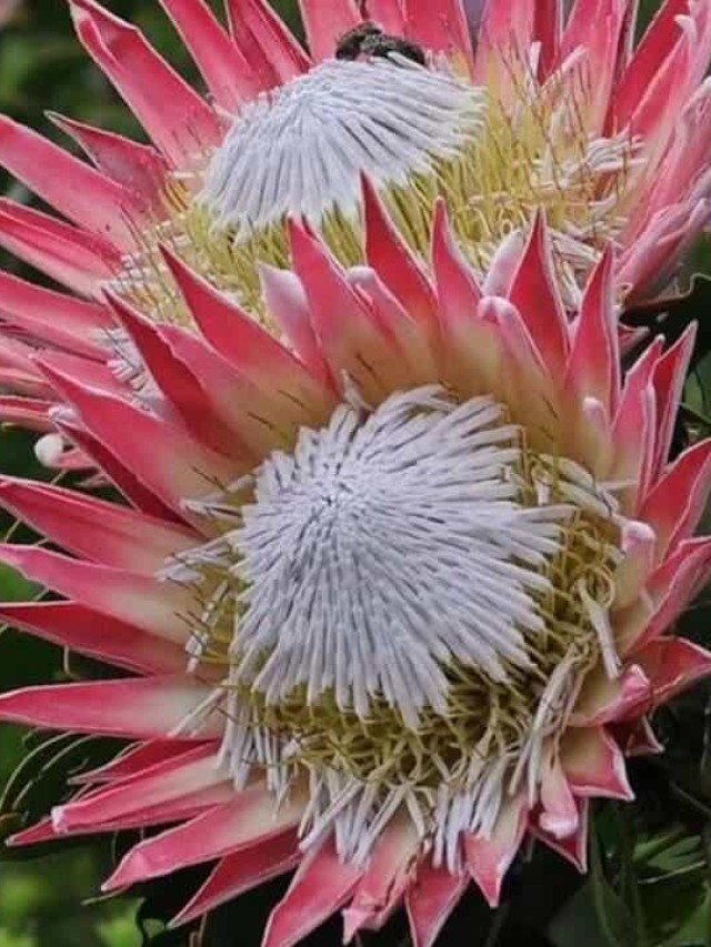 protea cynaroides