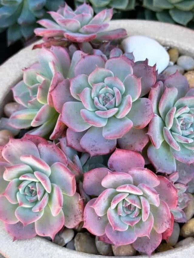 cropped-suculenta-echeveria-lilacia-1.jpg