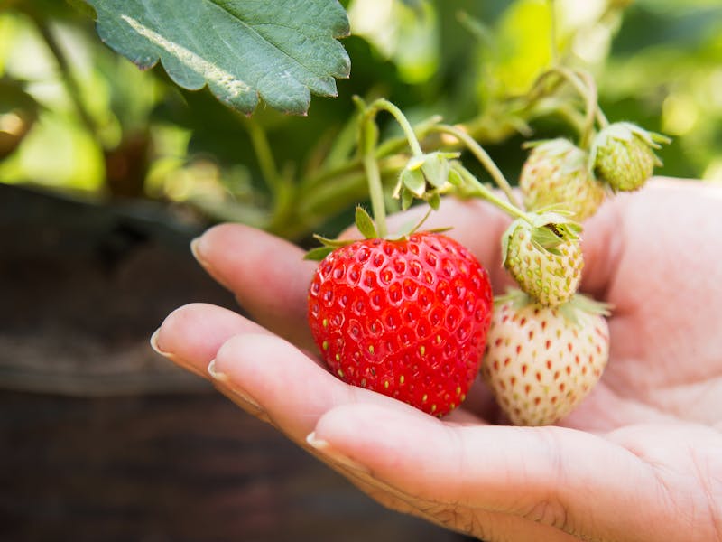 Especialista ensina 3 truques importantes sobre  como plantar morango em casa.