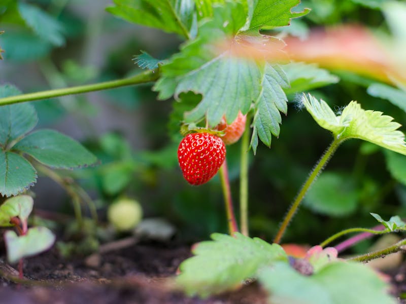 Especialista ensina 3 truques importantes sobre  como plantar morango em casa.