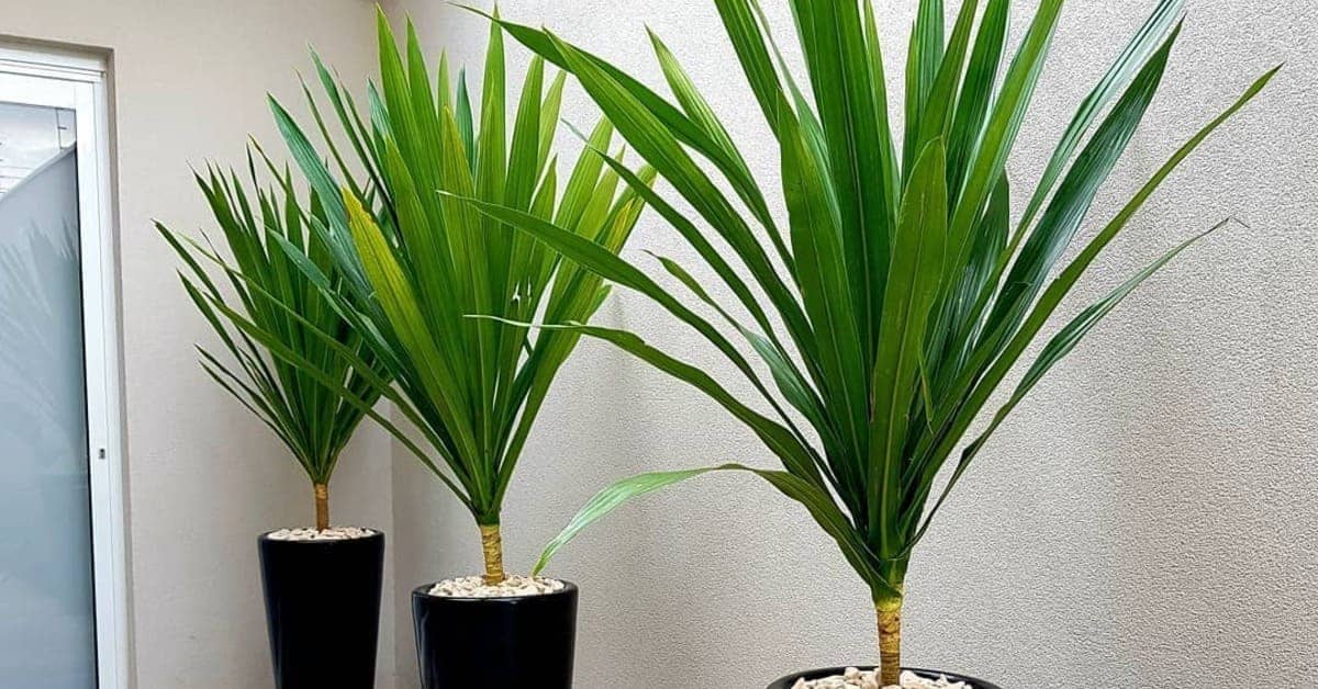 dracena arborea