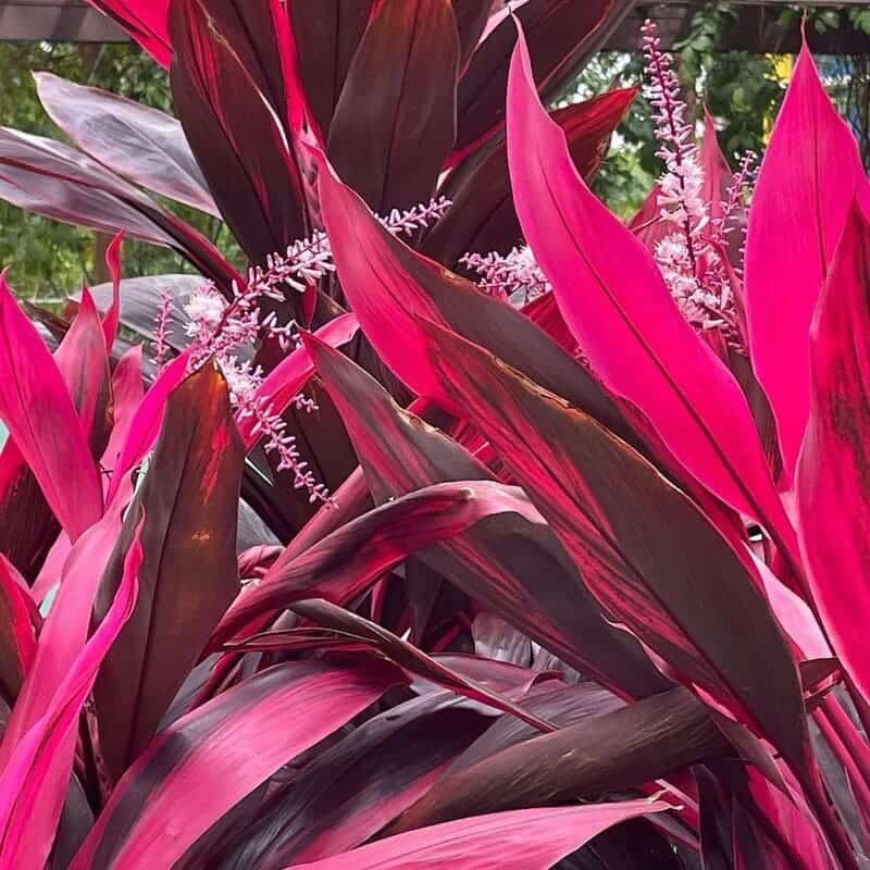 Dracena Vermelha (Cordyline fruticosa)