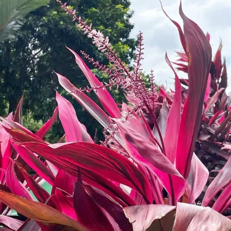 Dracena Vermelha (Cordyline fruticosa)