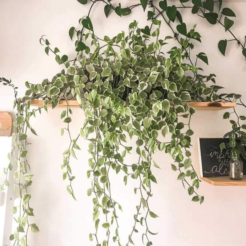 Plantas Pequenas para Dentro de Casa - peperomia