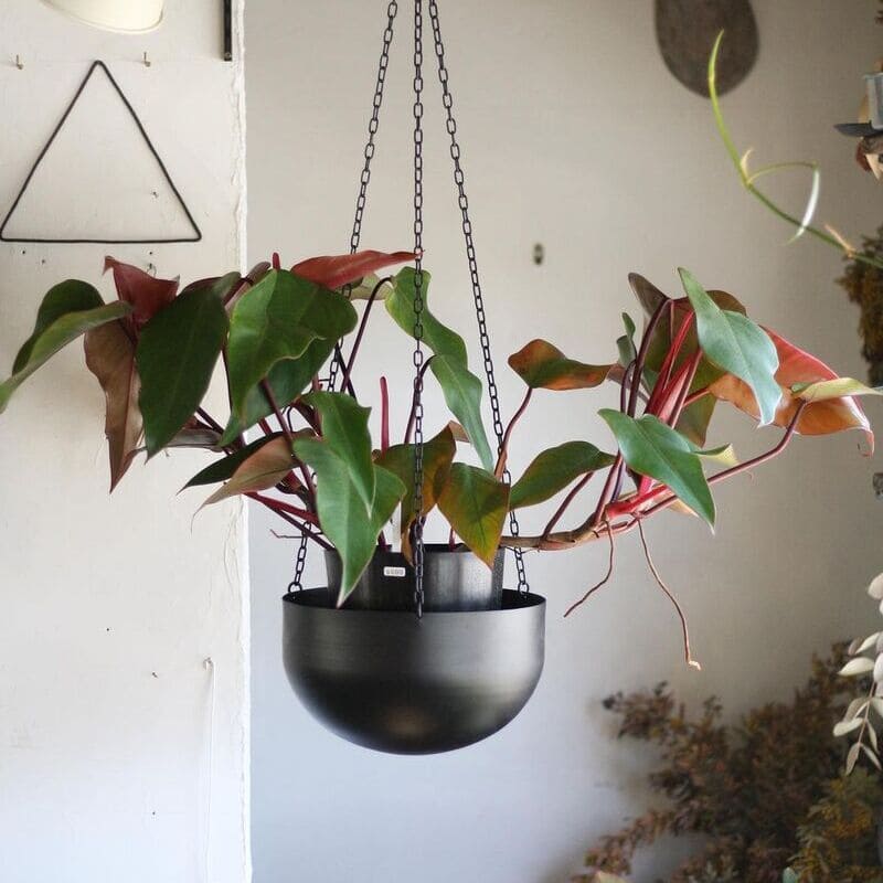 Filodendro-Roxo (Philodendron erubescens)