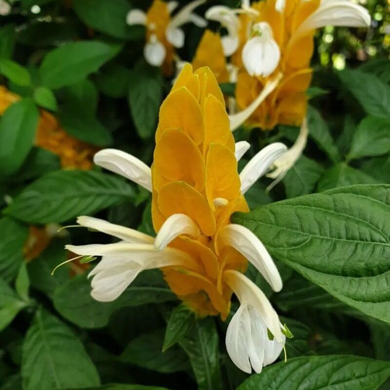 Flor camarão amarelo