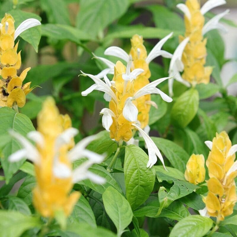 Flor camarão amarelo