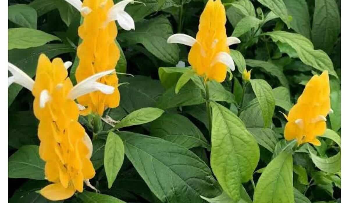 flor camarão amarelo