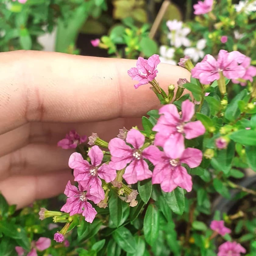 Flor Érica (Cuphea hyssopifolia): Guia Completo de Cultivo e Cuidados