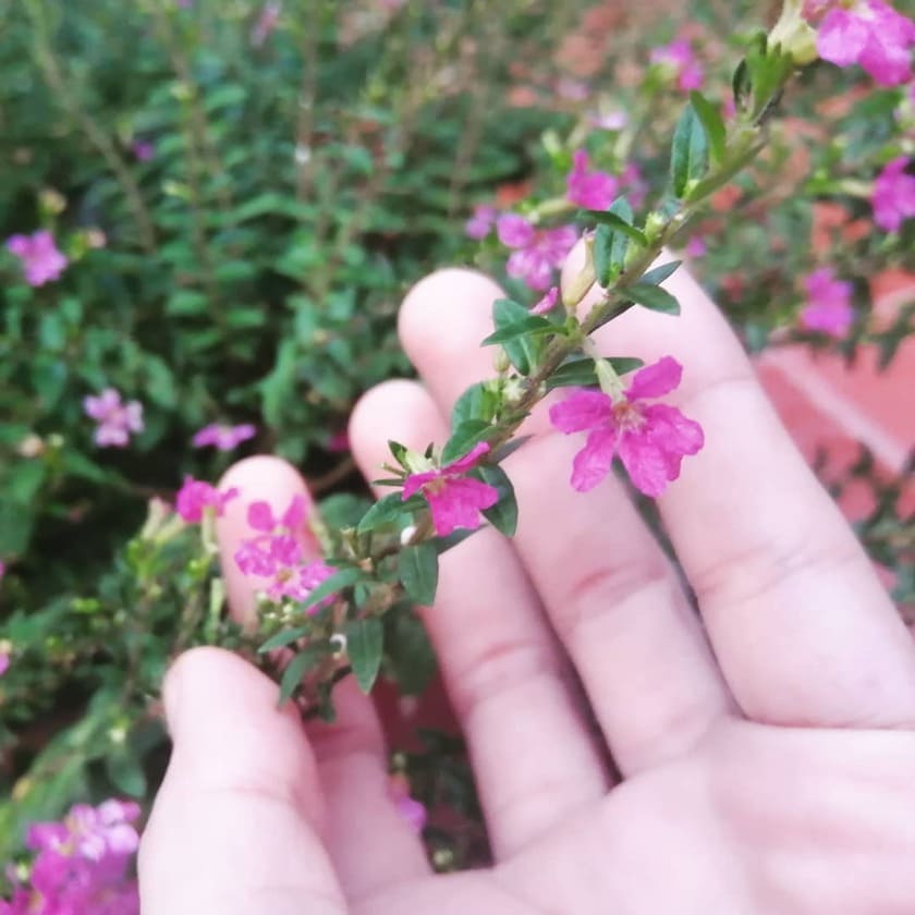 Flor Érica (Cuphea hyssopifolia): Guia Completo de Cultivo e Cuidados