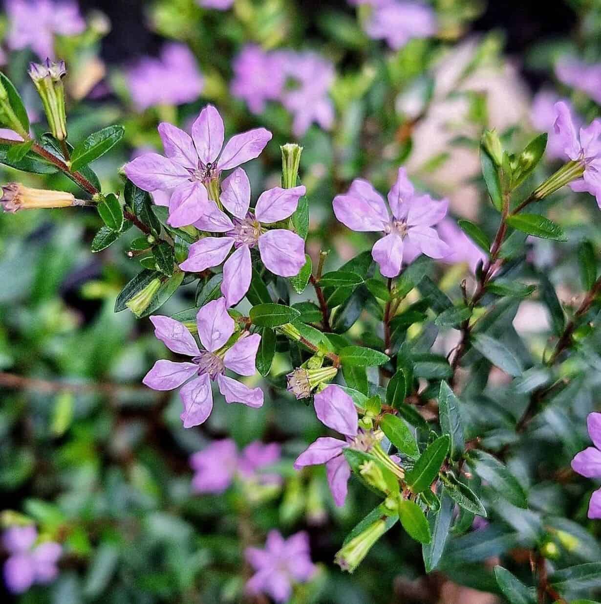 Flor erica