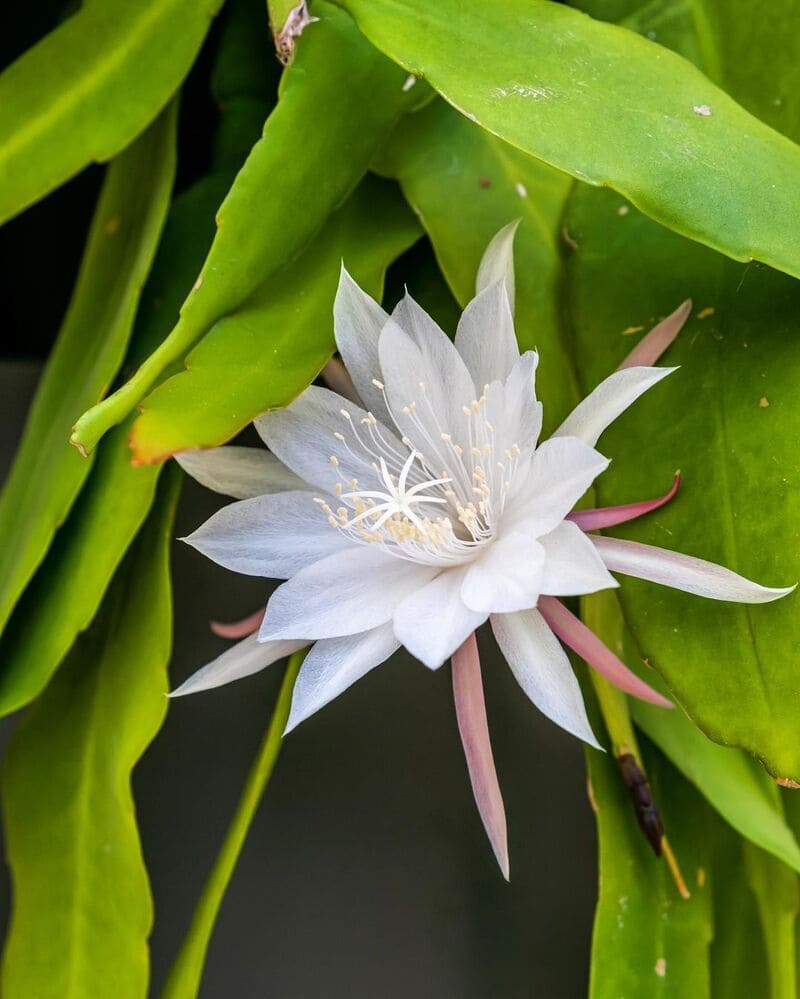 Kadupul (Epiphyllum oxypetalum)