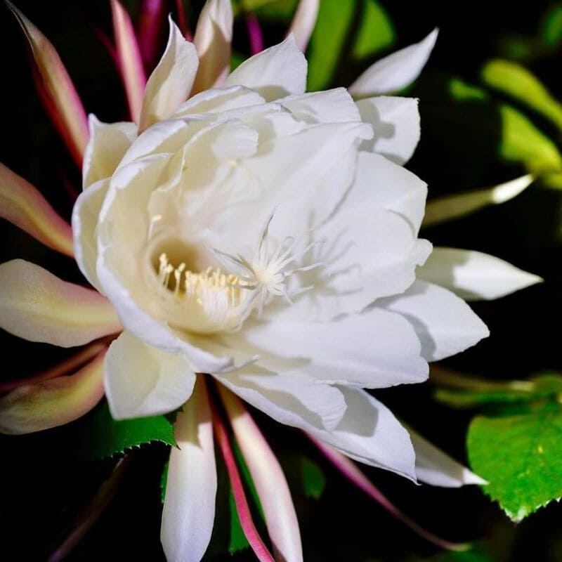 Kadupul (Epiphyllum oxypetalum)