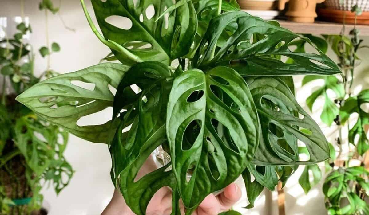 monstera adansonii