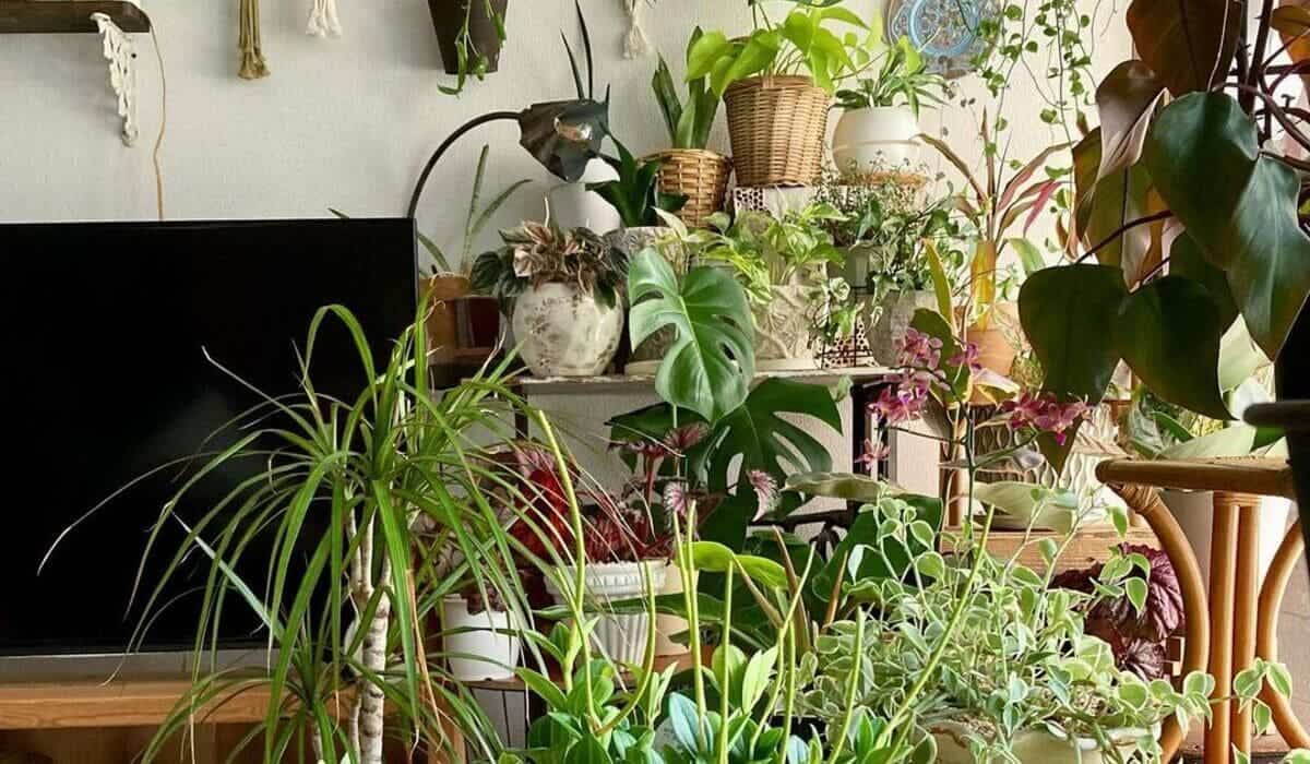 plantas de facil cultivo para decoraro quarto