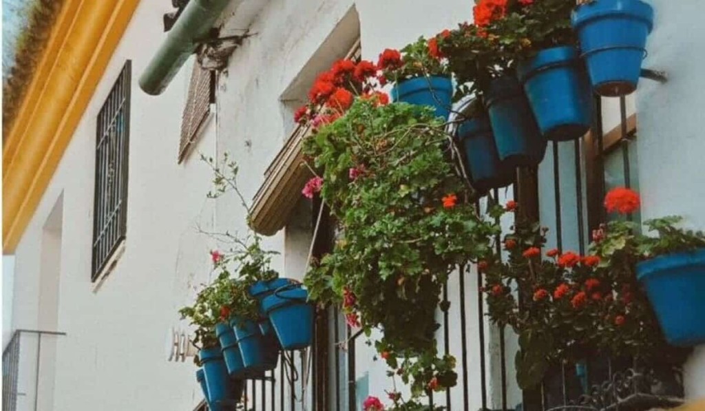 Plantas resistentes ao sol para cultivar em vaso