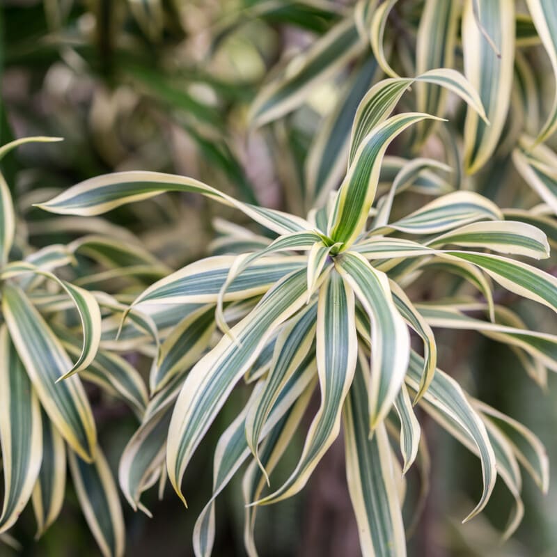 Pleomele: Guia Completo para Cultivar a Dracena Reflexa