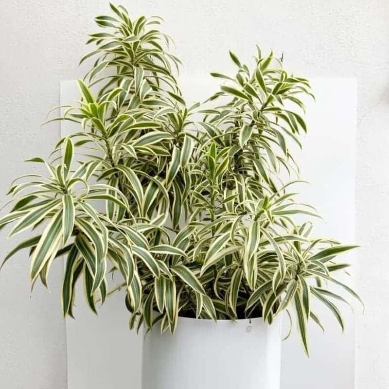 Pleomele: Guia Completo para Cultivar a Dracena Reflexa