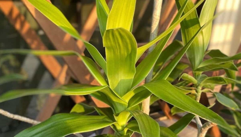 dracena pleomele verde