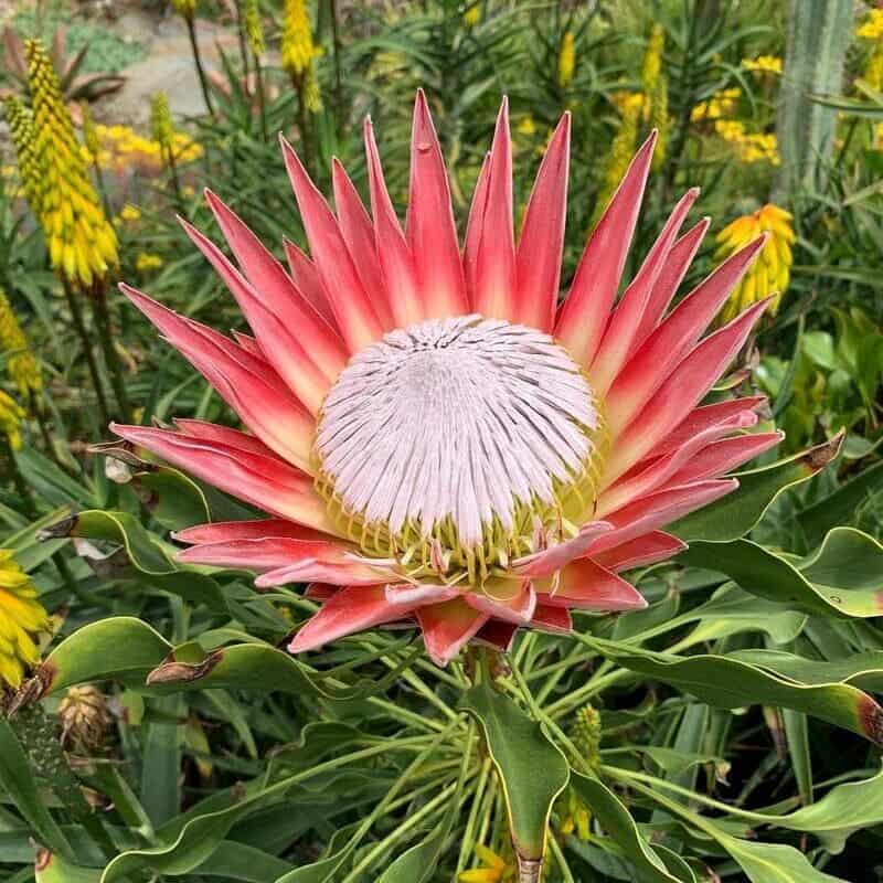 protea cynaroides 1