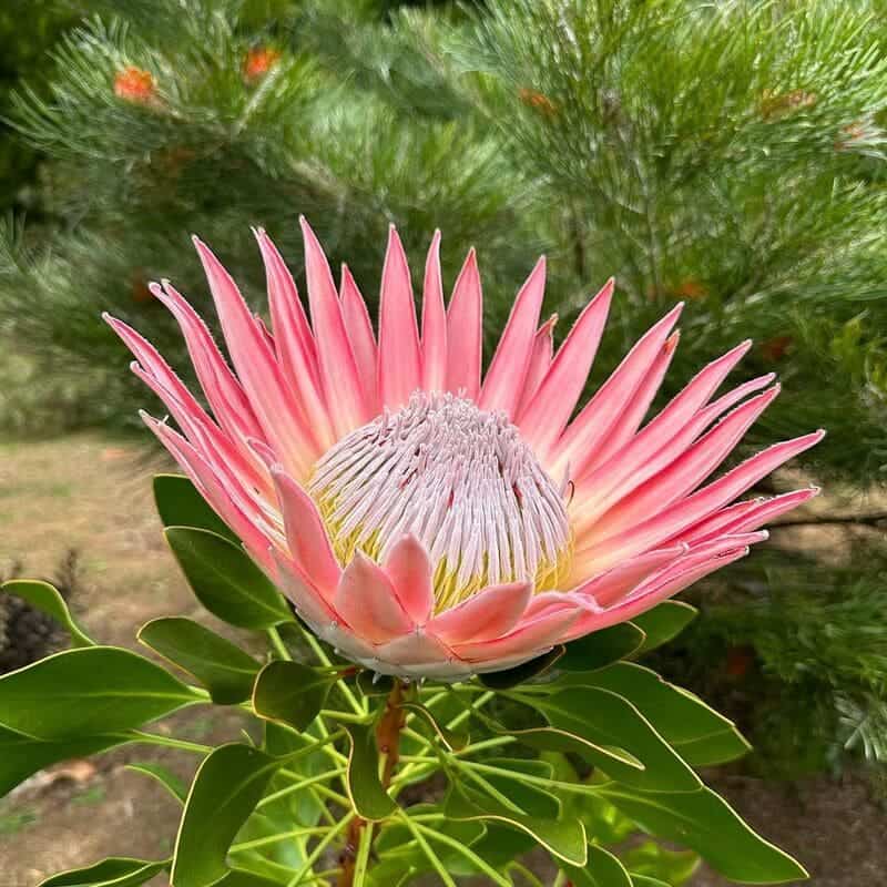 protea cynaroides 2