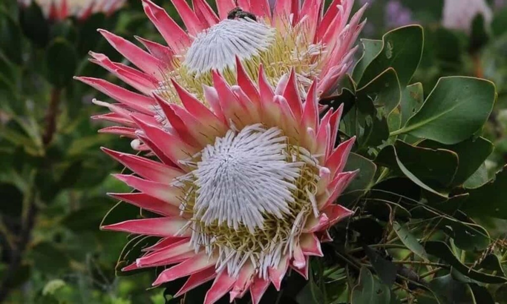 protea cynaroides